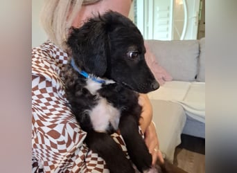 Toni ein sehr intelligenter Bub