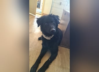 lebensfroher Monty