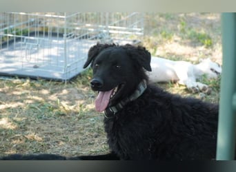 lebensfroher Monty