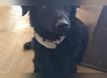 lebensfroher Monty