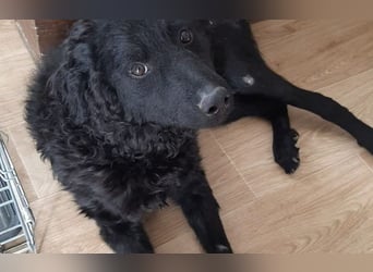 lebensfroher Monty