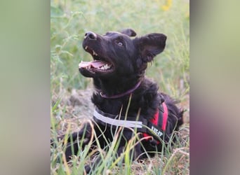 Kroat.Schäfi-Mix-Rüde ♥ Oddie ♥ mit Charme + Power