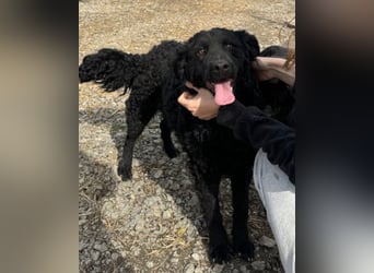 Missy ❤️ lebhafte, so treue Mix-Dame!