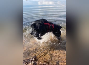 liebenswerte ASYA❤️wartet bereits in 36179 Bebra