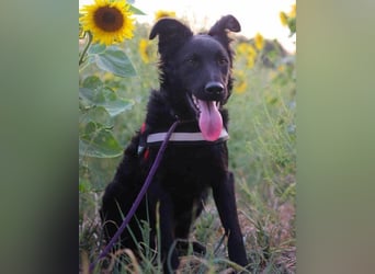 Kroat.Schäfi-Mix ♥ ODDIE ♥ mit Charme & Power