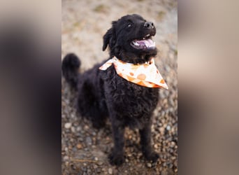 Kroat.Schäfi-Mix RUBIN❤️wer schenkt diesem Musterschüler ein Zuhause?