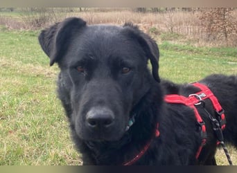 liebenswerte ASYA❤️wartet bereits in 36179 Bebra