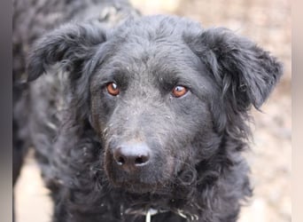 Missy ❤️ lebhafte, so treue Mix-Dame!