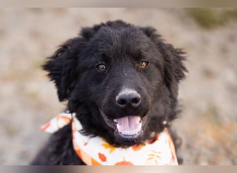 Kroat.Schäfi-Mix RUBIN❤️wer schenkt diesem Musterschüler ein Zuhause?