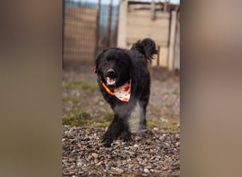 Kroat.Schäfi-Mix RUBIN❤️wer schenkt diesem Musterschüler ein Zuhause?