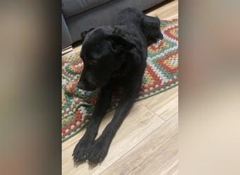 liebenswerte ASYA❤️wartet bereits in 36179 Bebra