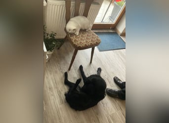 liebenswerte ASYA❤️wartet bereits in 36179 Bebra