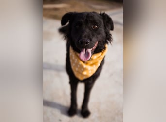 Missy ❤️ lebhafte, so treue Mix-Dame!