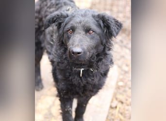 Missy ❤️ lebhafte, so treue Mix-Dame!