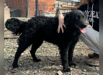 Missy ❤️ lebhafte, so treue Mix-Dame!