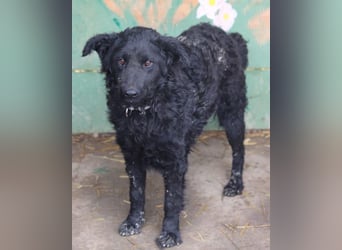 Missy ❤️ lebhafte, so treue Mix-Dame!