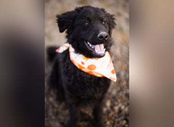 Kroat.Schäfi-Mix RUBIN❤️wer schenkt diesem Musterschüler ein Zuhause?