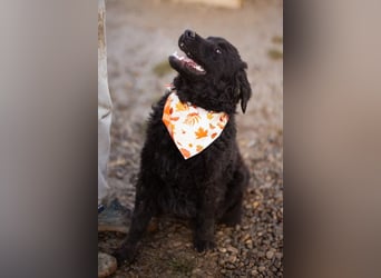 Kroat.Schäfi-Mix RUBIN❤️wer schenkt diesem Musterschüler ein Zuhause?