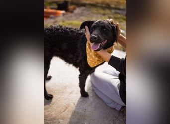 Missy ❤️ lebhafte, so treue Mix-Dame!