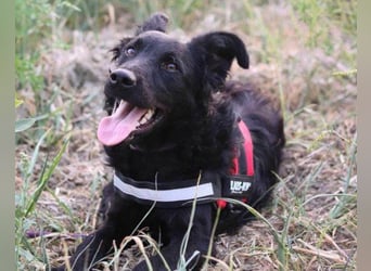 Kroatischer Schäfi-Mix ♥ ODDIE ♥ mit Charme + Liebe + Power