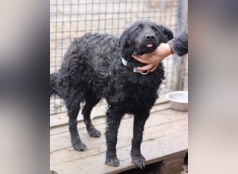 Missy ❤️ lebhafte, so treue Mix-Dame!