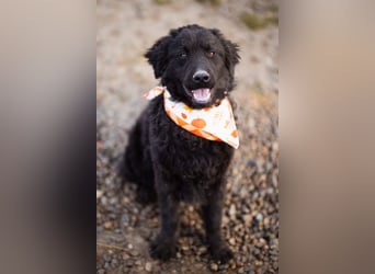 Kroat.Schäfi-Mix RUBIN❤️wer schenkt diesem Musterschüler ein Zuhause?