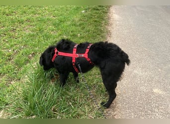 liebenswerte ASYA❤️wartet bereits in 36179 Bebra