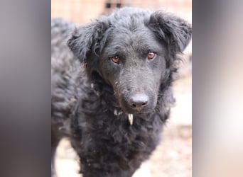 Missy ❤️ lebhafte, so treue Mix-Dame!