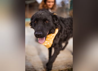 Missy ❤️ lebhafte, so treue Mix-Dame!