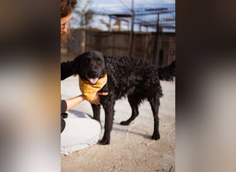 Missy ❤️ lebhafte, so treue Mix-Dame!