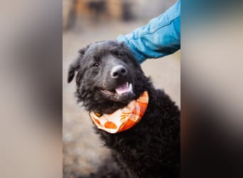 Kroat.Schäfi-Mix RUBIN❤️wer schenkt diesem Musterschüler ein Zuhause?