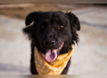 Missy ❤️ lebhafte, so treue Mix-Dame!