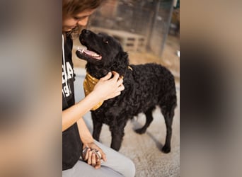 Missy ❤️ lebhafte, so treue Mix-Dame!