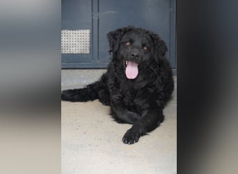 Liebenswerter Retriever-Kroatischer Schäferhund Mischling Lero sucht sein Happy End