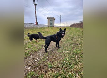Traumhund Otto sucht sein Körbchen