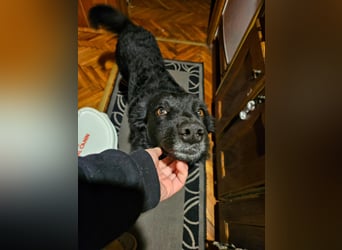 Traumhund Otto sucht sein Körbchen