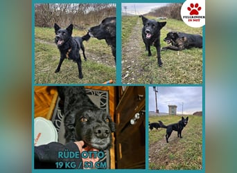 Traumhund Otto sucht sein Körbchen