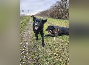Traumhund Otto sucht sein Körbchen