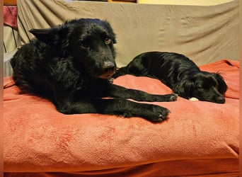 Traumhund Otto sucht sein Körbchen