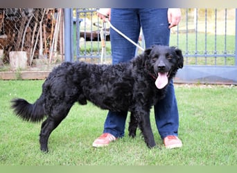 Liebenswerter Retriever-Kroatischer Schäferhund Mischling Lero sucht sein Happy End