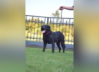 Liebenswerter Retriever-Kroatischer Schäferhund Mischling Lero sucht sein Happy End
