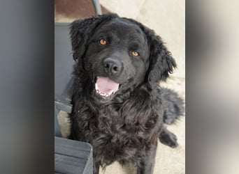 Liebenswerter Retriever-Kroatischer Schäferhund Mischling Lero sucht sein Happy End