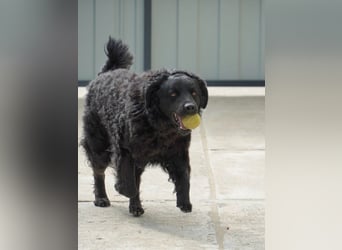 Liebenswerter Retriever-Kroatischer Schäferhund Mischling Lero sucht sein Happy End