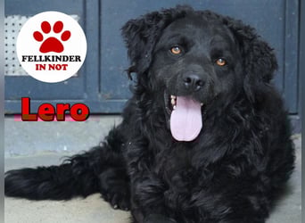 Liebenswerter Retriever-Kroatischer Schäferhund Mischling Lero sucht sein Happy End