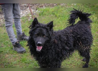 NERO - ich bin verspielt, mag Menschen und Artgenossen und suche ein tolles Zuhause