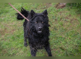 NERO - ich bin verspielt, mag Menschen und Artgenossen und suche ein tolles Zuhause