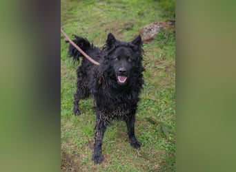 NERO - ich bin verspielt, mag Menschen und Artgenossen und suche ein tolles Zuhause