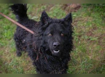 NERO - ich bin verspielt, mag Menschen und Artgenossen und suche ein tolles Zuhause