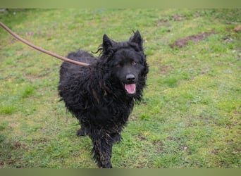 NERO - ich bin verspielt, mag Menschen und Artgenossen und suche ein tolles Zuhause