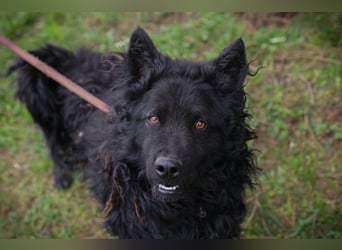 NERO - ich bin verspielt, mag Menschen und Artgenossen und suche ein tolles Zuhause